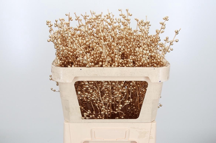 <h4>Ilex Kl Bh Antiek Goud</h4>