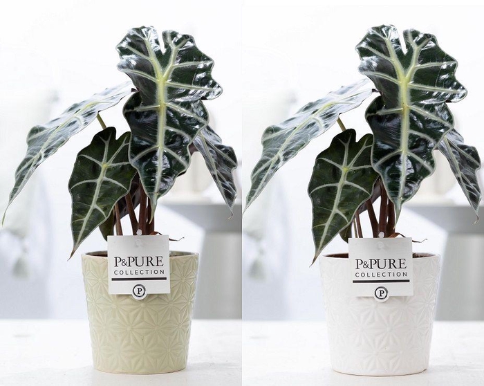 <h4>Alocasia Polly in P&PURE Juliette ceramics ass.2</h4>