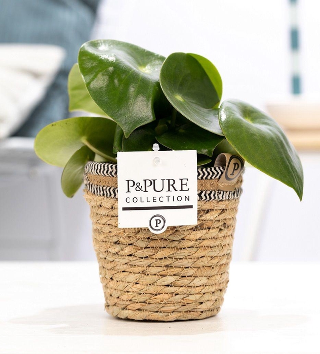 <h4>Peperomia Raindrop in P&PURE Basket 6</h4>