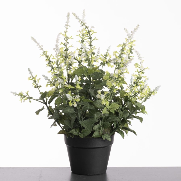 <h4>Af Coleus In Pot H58cm White</h4>