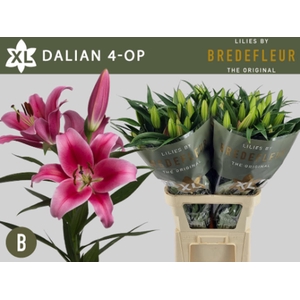 Li Or Dalian 4+ Bredefleur