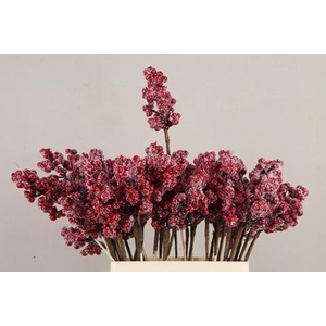Stick berries ilex red+ice