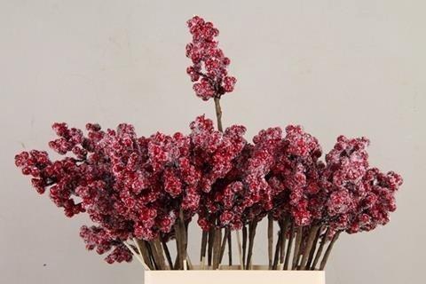<h4>Stick berries ilex red+ice</h4>