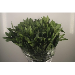 Laurier Per Bunch 300 Gram