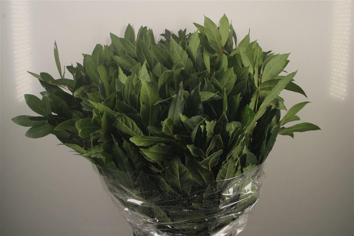 <h4>Laurier Per Bunch 300 Gram</h4>