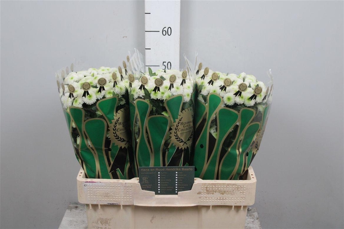 <h4>Chr S Collin</h4>