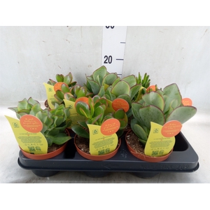Crassula   ...mix