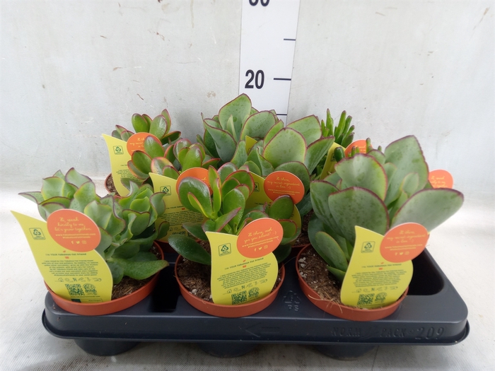 <h4>Crassula   ...mix</h4>