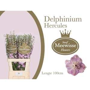 DELPH DU DEWI HERCUL