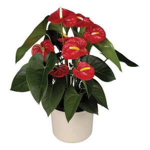ANTHURIUM ROYAL CHAMPION P15