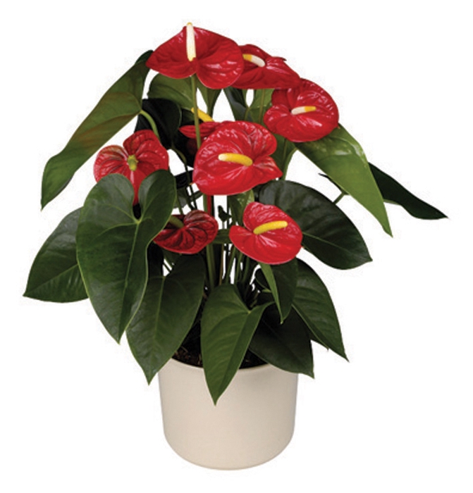 <h4>ANTHURIUM ROYAL CHAMPION P15</h4>