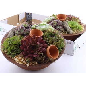 ARR SEMPERVIVUM