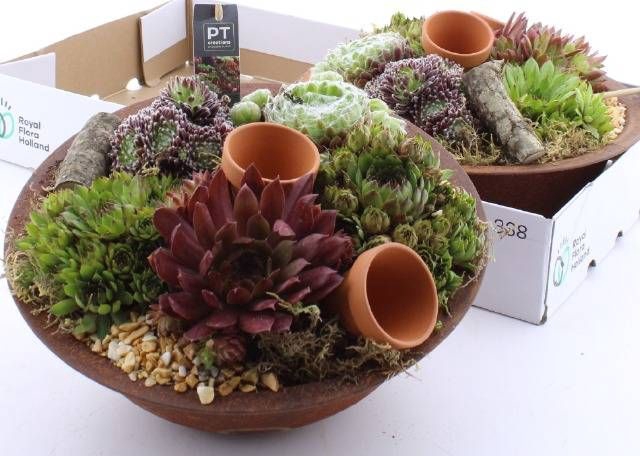 <h4>ARR SEMPERVIVUM</h4>