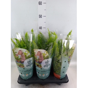 Nephrolepis exal. 'Green Lady'