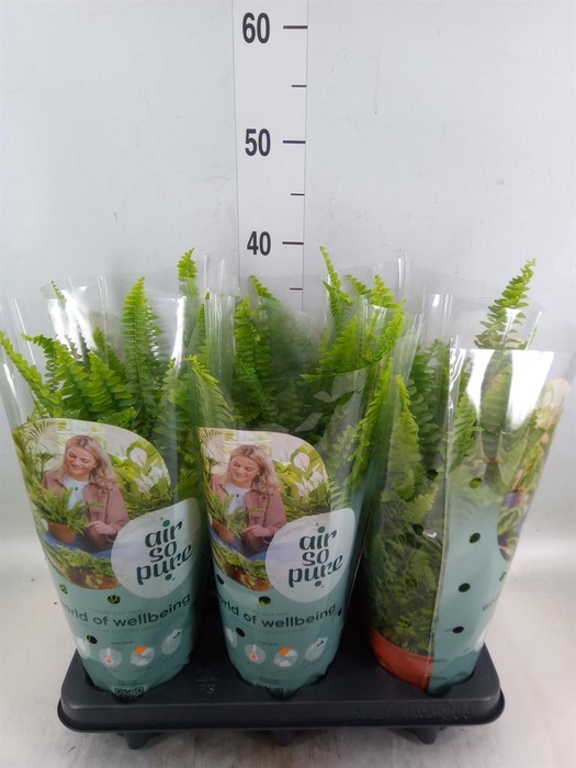 <h4>Nephrolepis exal. 'Green Lady'</h4>