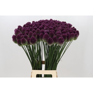 Allium sphaerocephalon