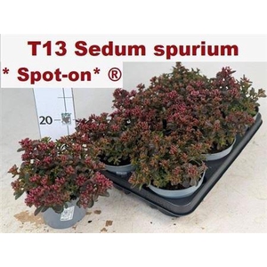 Sedum Spu Spot D Ros