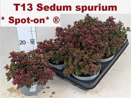<h4>Sedum Spu Spot D Ros</h4>