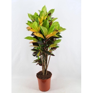 Codiaeum Iceton vertakt 26 cm