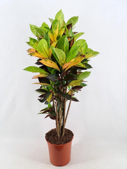 <h4>Codiaeum Iceton vertakt 26 cm</h4>