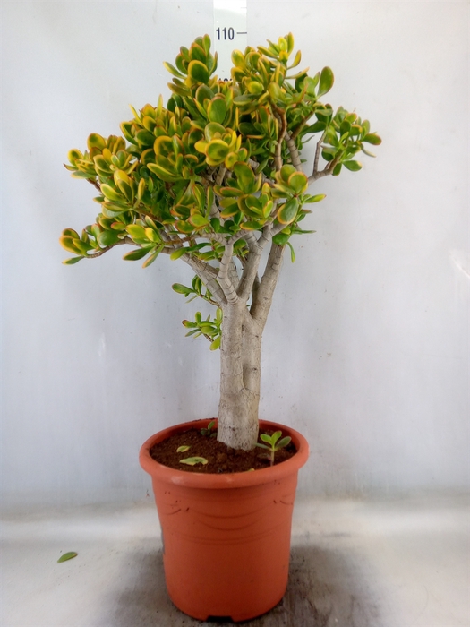 <h4>Crassula ovata 'Sunset'</h4>