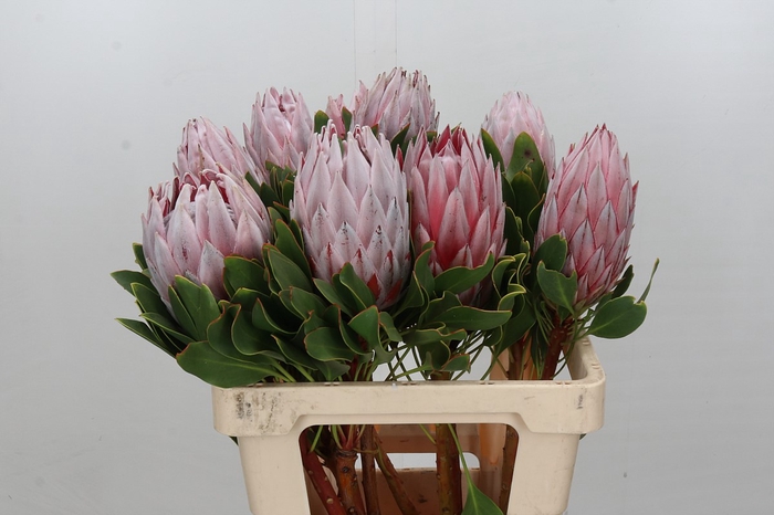 Protea Cynaroides