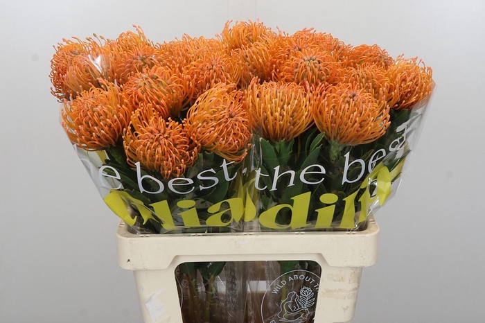 <h4>Nutans Ayoba Peach</h4>