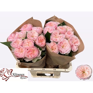 R Gr Tender Love Kluempen