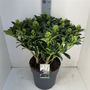 Skimmia White Globe 30+