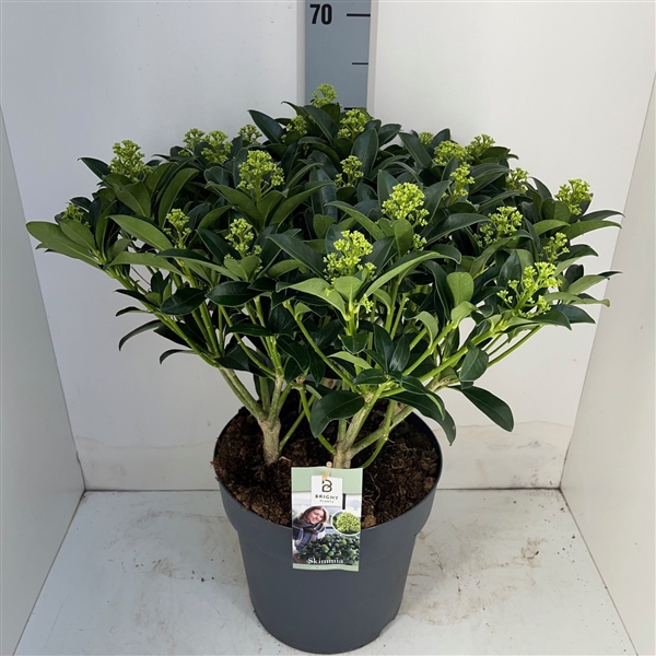 <h4>Skimmia White Globe 30+</h4>