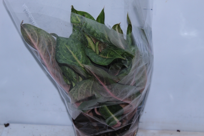 <h4>AGLAONEMA P17</h4>