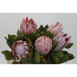 Protea Cynaroides