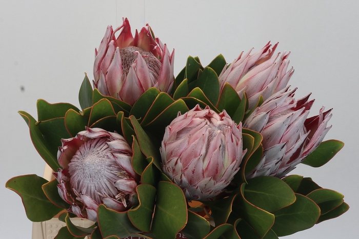 <h4>Protea Cynaroides</h4>