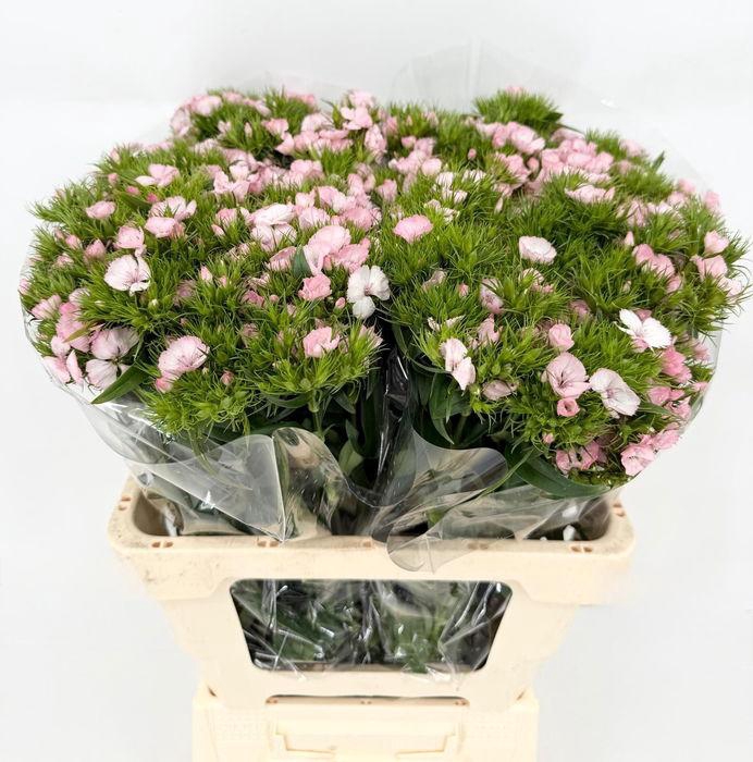 <h4>Di Barbatus Doblino Light Pink Del Golfo</h4>