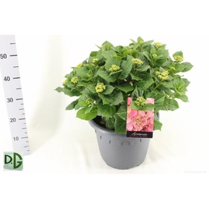 HYDR M EARLY ROSA P32 20+