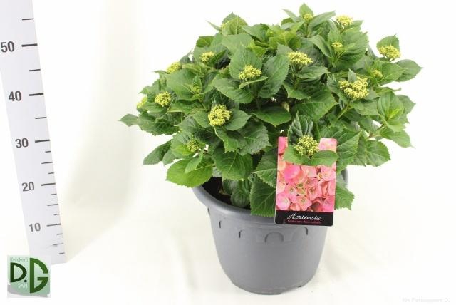 <h4>HYDR M EARLY ROSA</h4>