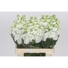 Matthiola Iron White