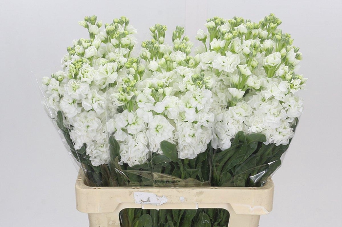 <h4>Matthiola Iron White</h4>