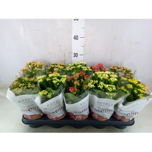 Kalanchoe blos. 'RoyalDon'   ..mix