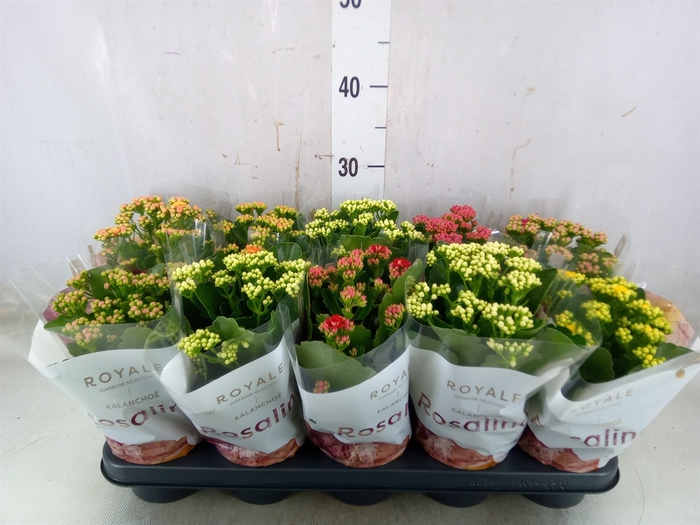 <h4>Kalanchoe blos. 'RoyalDon'   ..mix</h4>