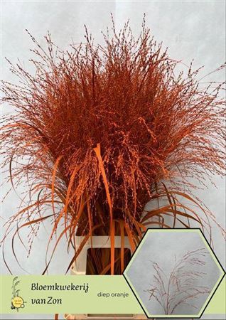<h4>Siergr Panicum Orange</h4>