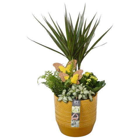 <h4>PTIB7427 Arrangementen kamerplanten</h4>