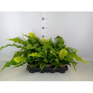 Microsorum musifolium 'Crocodyllus'