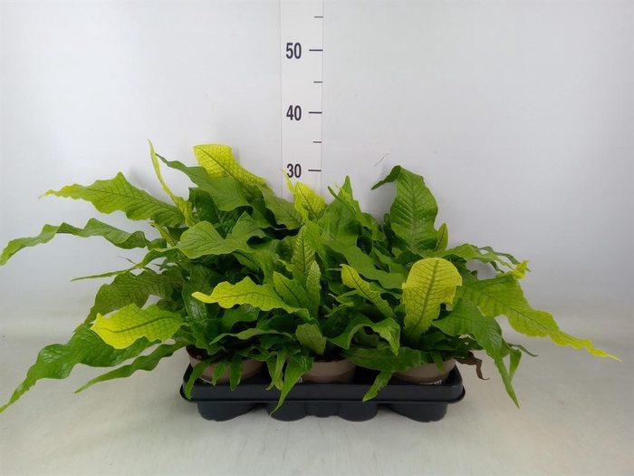 <h4>Microsorum musifolium 'Crocodyllus'</h4>