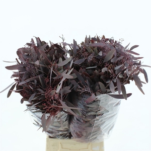 Euca Populus Berries Abs Red Long 300 Gr