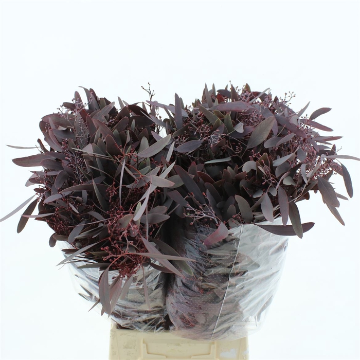 <h4>Euca Populus Berries Abs Red Long 300 Gr</h4>