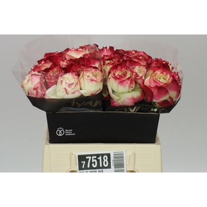 Rosa Gr Apple Jack