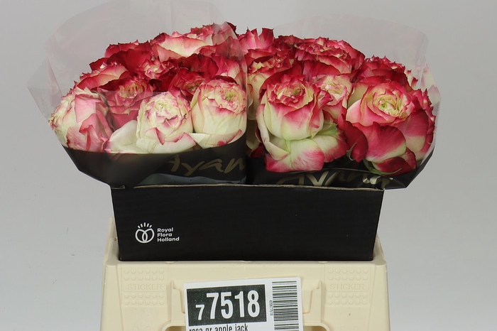 <h4>Rosa Gr Apple Jack</h4>