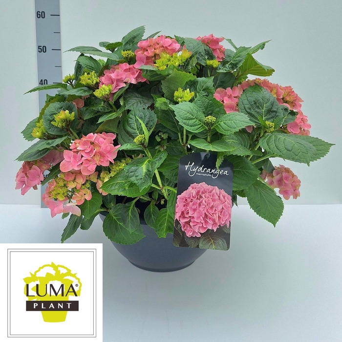 <h4>HYDR M HI RIVER</h4>