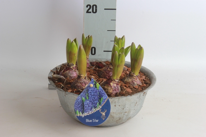 <h4>ARR HYACINTH</h4>